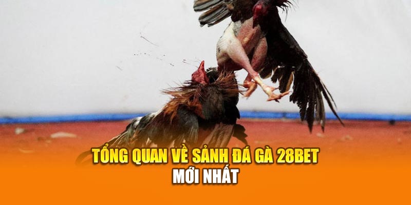 Đá Gà 28BET - Trực Tiếp Đá Gà Thomo CPC1, CPC2, CPC3 1 Tổng quan về sảnh đá gà 28bet mới nhất